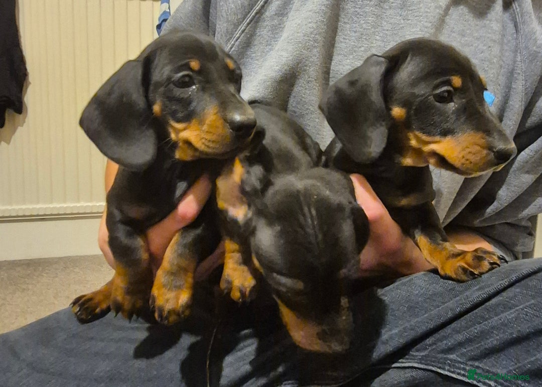 Dachshund dogs for sale: Beautiful dachshund puppies - Image 6