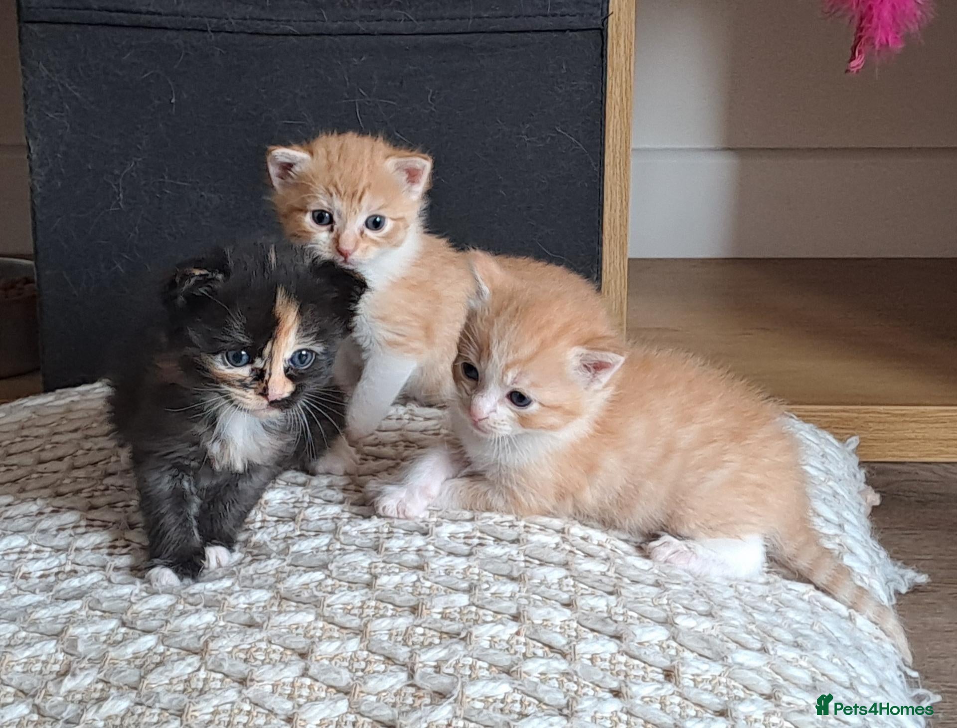 Mixed Breed cats Kittens - Advert 2
