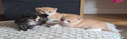 Mixed Breed cats for sale: Kittens in Loughborough - Advert 1