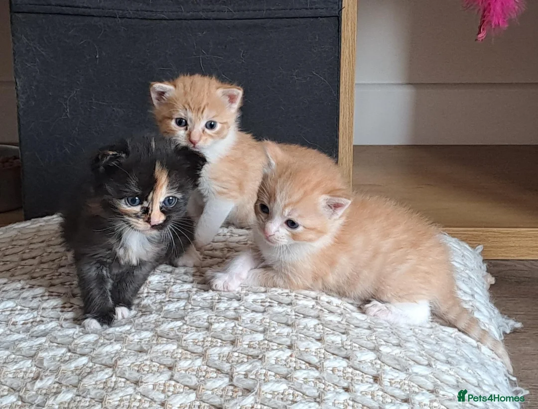 Mixed Breed cats for sale: Kittens in Loughborough - Advert 1