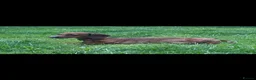 Miniature Dachshund dogs for stud: Kc reg miniature dachshund for stud - Advert 2