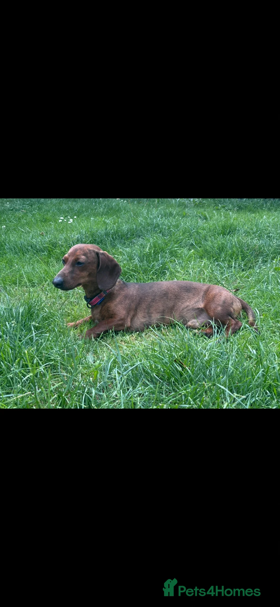 Miniature Dachshund dogs for stud: Kc reg miniature dachshund for stud - Advert 2