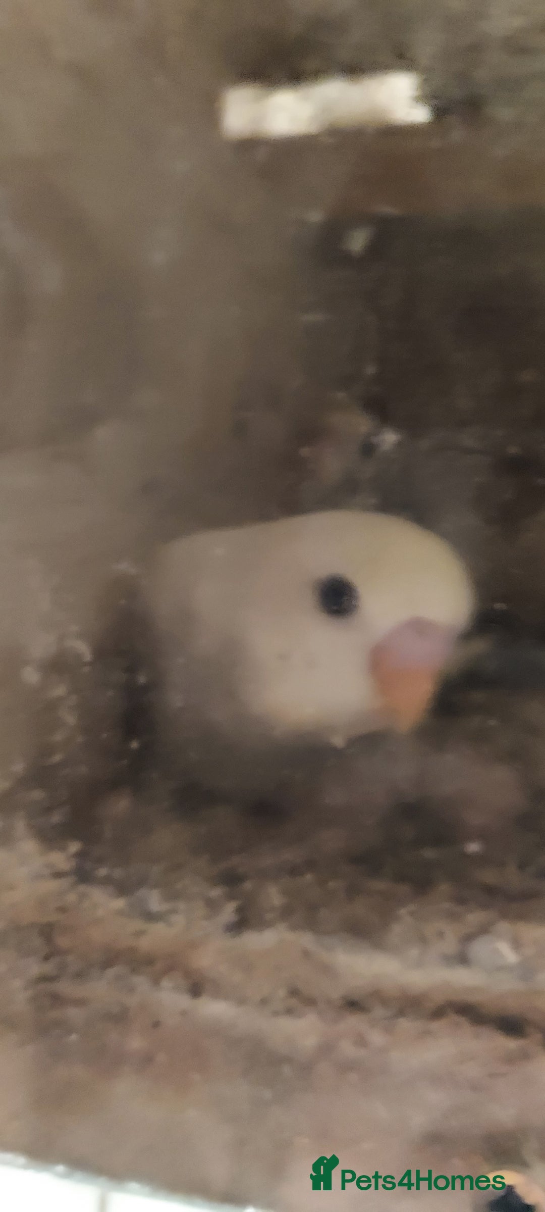 Budgerigars birds for sale: Baby Budgies In Warlingham (Ready 10th August) - Image 11