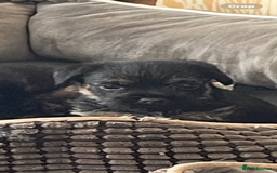 Border Terrier dogs for sale: Border Terrier puppies  - Image 7