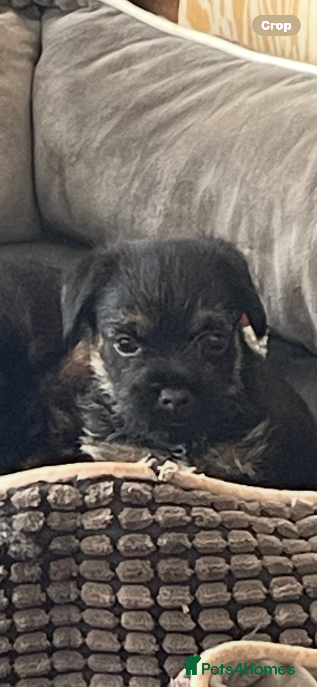 Border Terrier dogs for sale: Border Terrier puppies  - Image 7