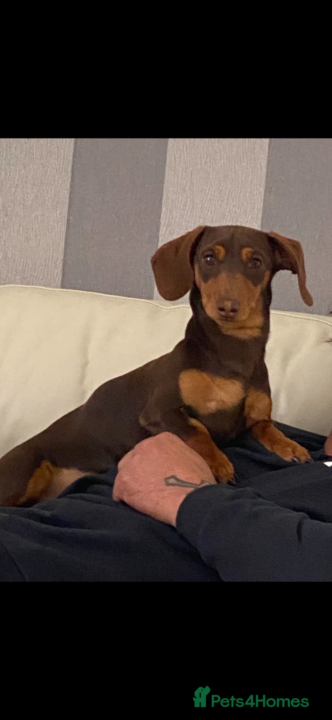 Miniature Dachshund dogs for stud: *Stud* Miniature Dachshund in Peterborough - Advert 2