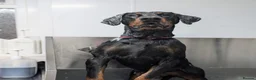 Dobermann dogs for sale: Snoop Dogg in Wakefield - Advert 2