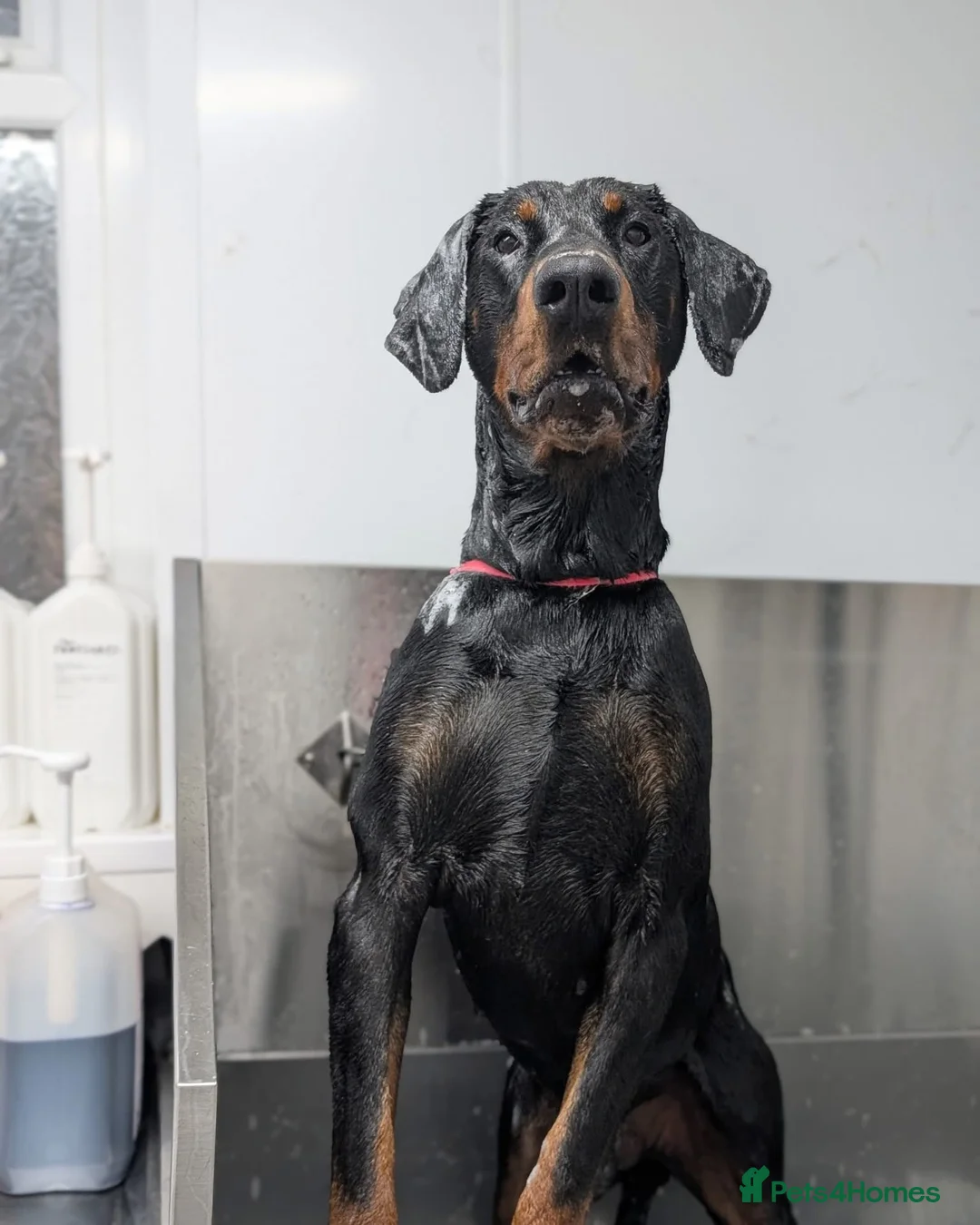 Dobermann dogs for sale: Snoop Dogg in Wakefield - Advert 2