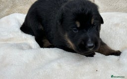 German Shepherd dogs for sale: German Shepherd's from DDR and Czech bloodlines.  - Image 16
