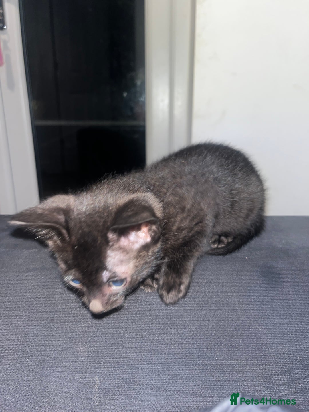 Savannah cats for sale: 1 full breed savannah girl left black  - Image 2