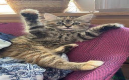 Mixed Breed cats for sale: STUNNING MULTICOLOURED KITTEN !!! - Image 11