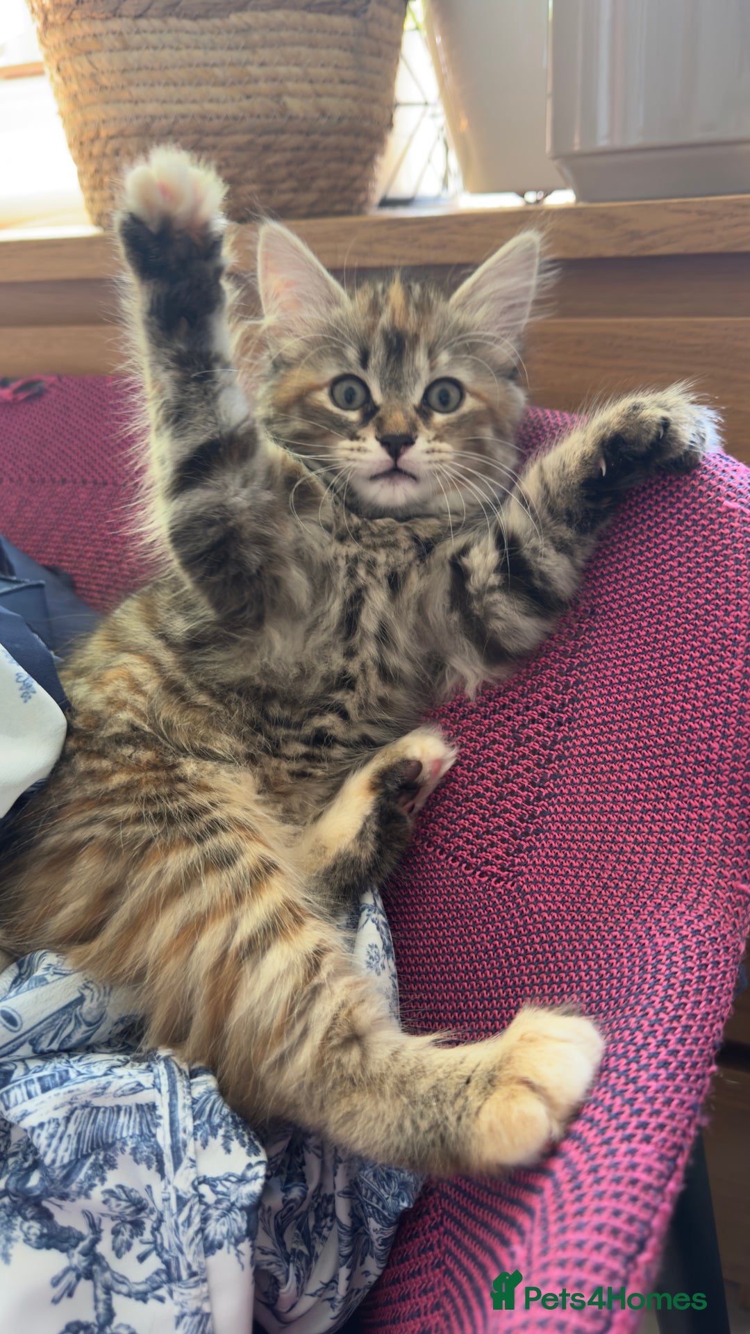 Mixed Breed cats for sale: STUNNING MULTICOLOURED KITTEN !!! - Image 11