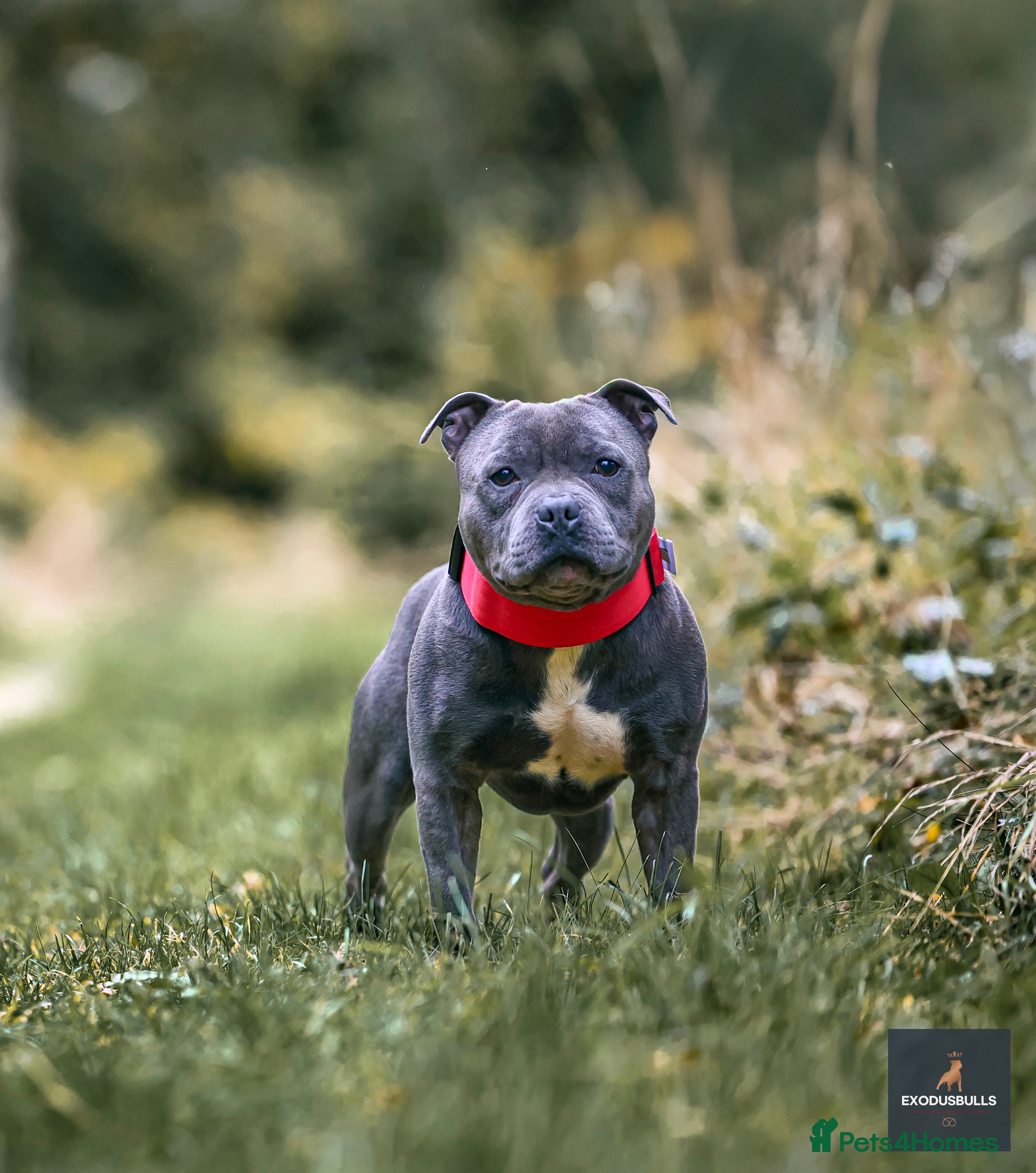 Staffordshire Bull Terrier dogs 📣  SIRE OF THE WORLD WINNER PUPPY DOG 2024 in Faversham - Advert 8