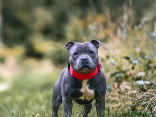 Staffordshire Bull Terrier dogs 📣 SIRE OF THE WORLD WINNER PUPPY DOG 2024 in Faversham - Advert 5