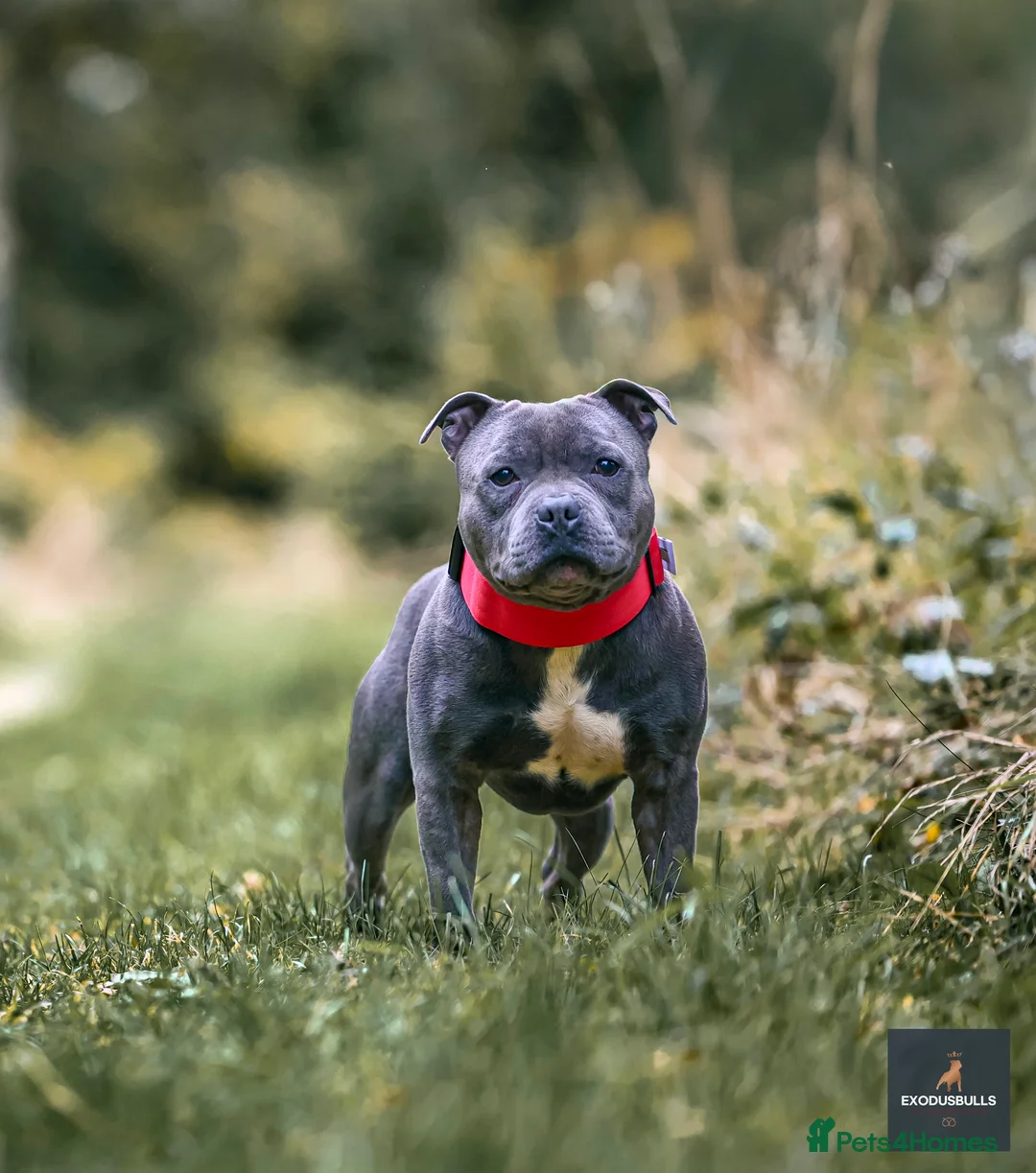 Staffordshire Bull Terrier dogs for stud: 📣  SIRE OF THE WORLD WINNER PUPPY DOG 2024 in Faversham - Advert 1