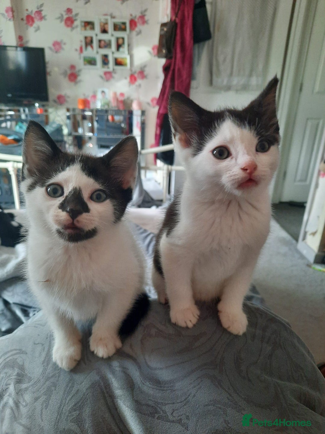 Mixed Breed cats for sale: Two Kittens for sale - Image 1