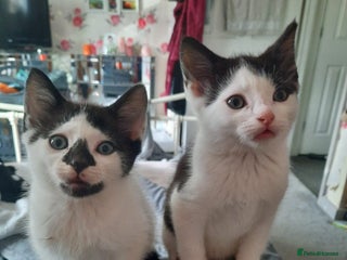 Mixed Breed cats - Advert 5