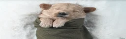 Goldendoodle dogs for sale: Quality Health Tested Goldendoodles - Advert 4
