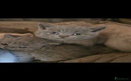 British Shorthair cats for sale: ✨️stunning brittish Shorthair kittens✨️ - Advert 3