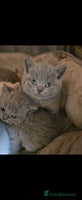 British Shorthair cats ✨️stunning brittish Shorthair kittens✨️ - Advert 8