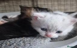 British Shorthair cats for sale: Beautiful BSH Kitten  - Image 6