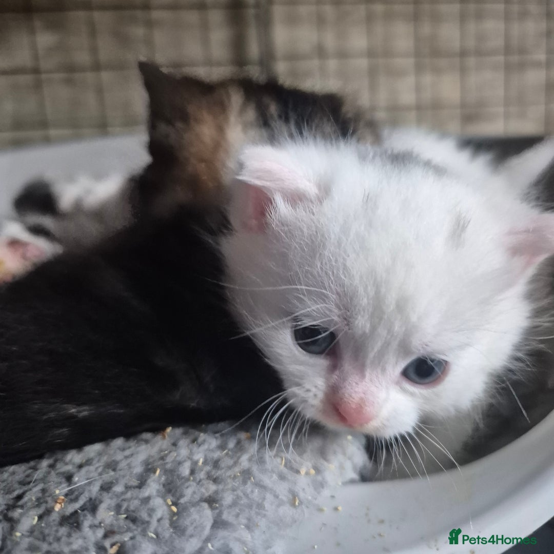 British Shorthair cats for sale: Beautiful BSH Kitten  - Image 6