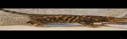 Bengal cats for sale: Exceptional rare cashmere bengal boys - Advert 4