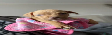 Mixed Breed 1