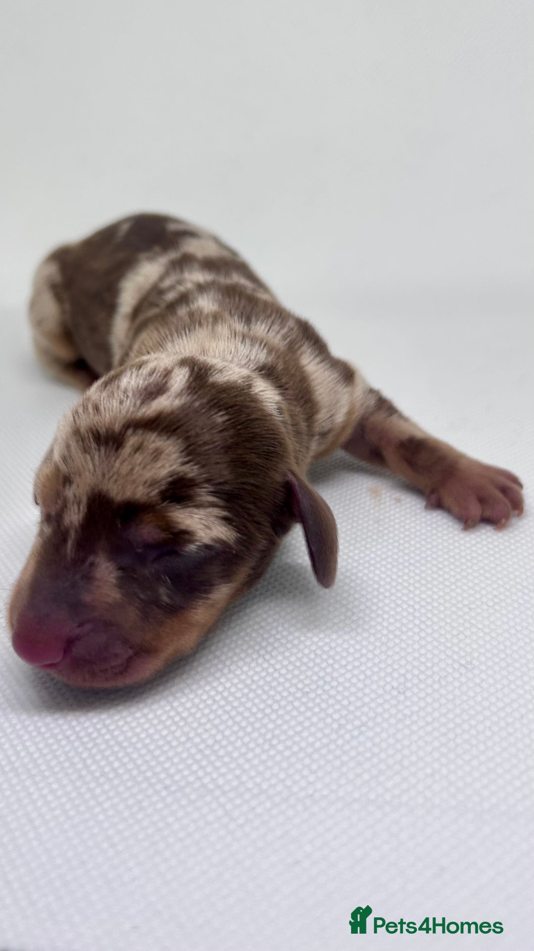 Miniature Dachshund dogs for sale: Miniature Dachshund - 1 Black and tan girl left - Image 8