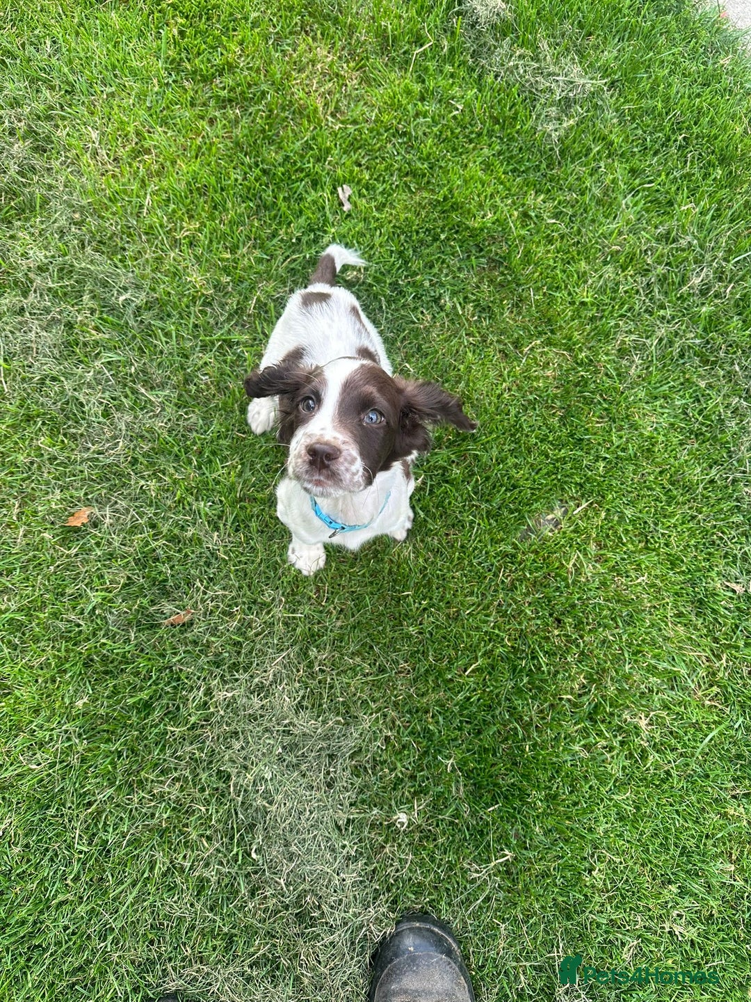 Sprocker dogs for sale: Sprocker boy pup - Image 2