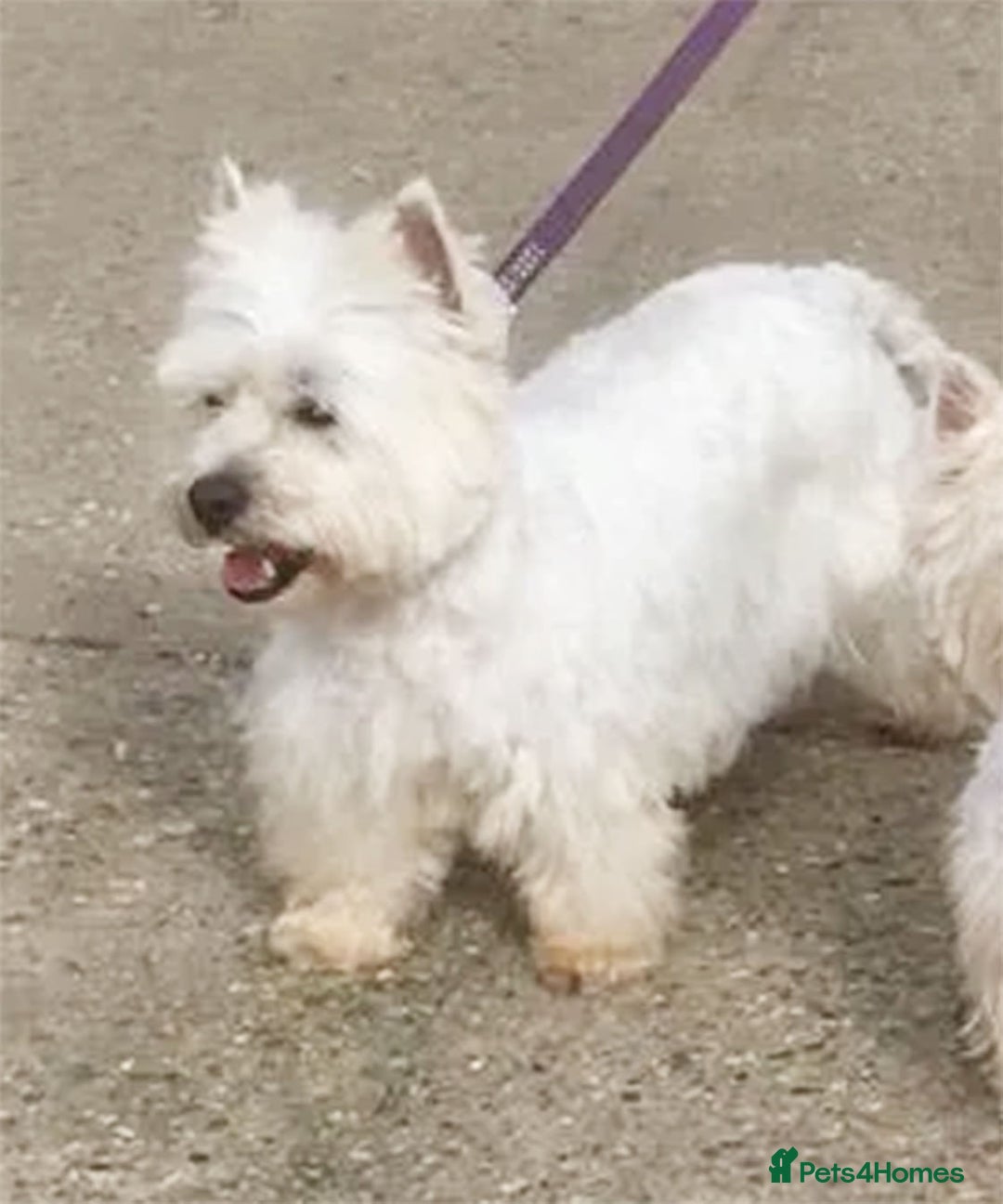 West Highland Terrier dogs for sale: Loving Home Wanted for Retiring Westie - Advert 1