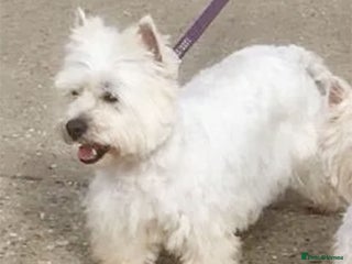 West Highland Terrier dogs Loving Home Wanted for Retiring Westie - Advert 10