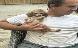 Toy Poodle dogs for sale: Tiny KC Toy Poodle Girl,Fully Vaccinated & Ready🐾 - Image 3