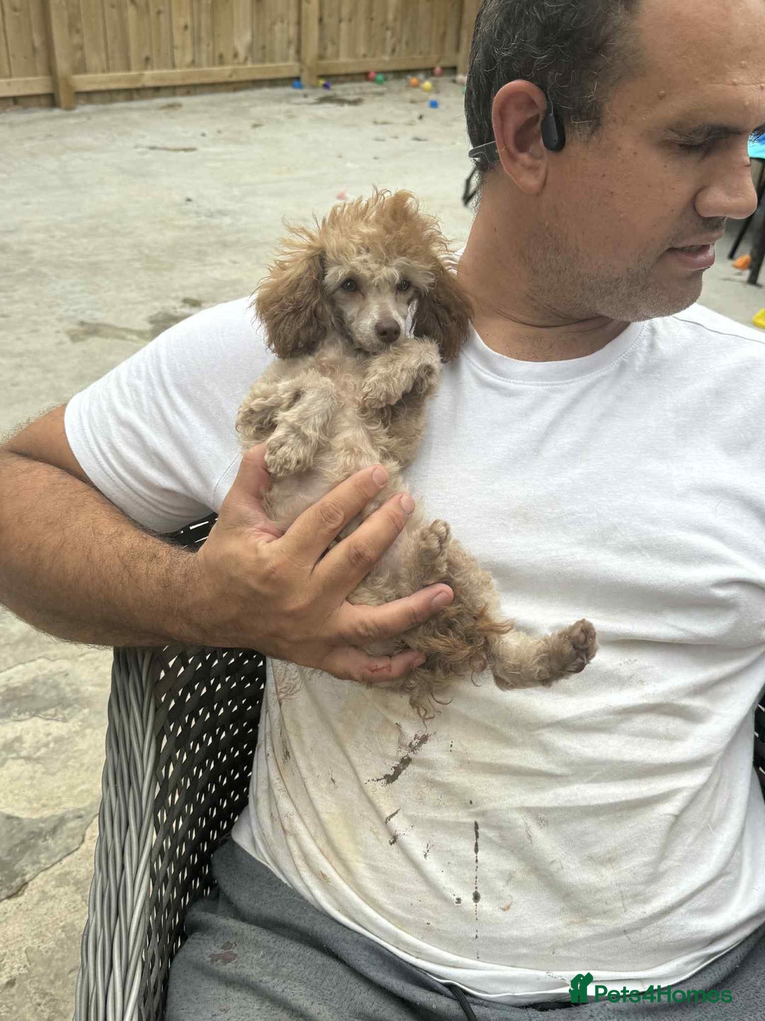 Toy Poodle dogs for sale: Tiny KC Toy Poodle Girl,Fully Vaccinated & Ready🐾 - Image 3