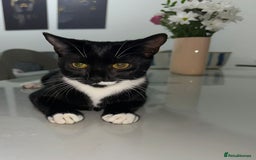 Bombay cats for sale: Mother and daughter kitties for adoption - Image 2