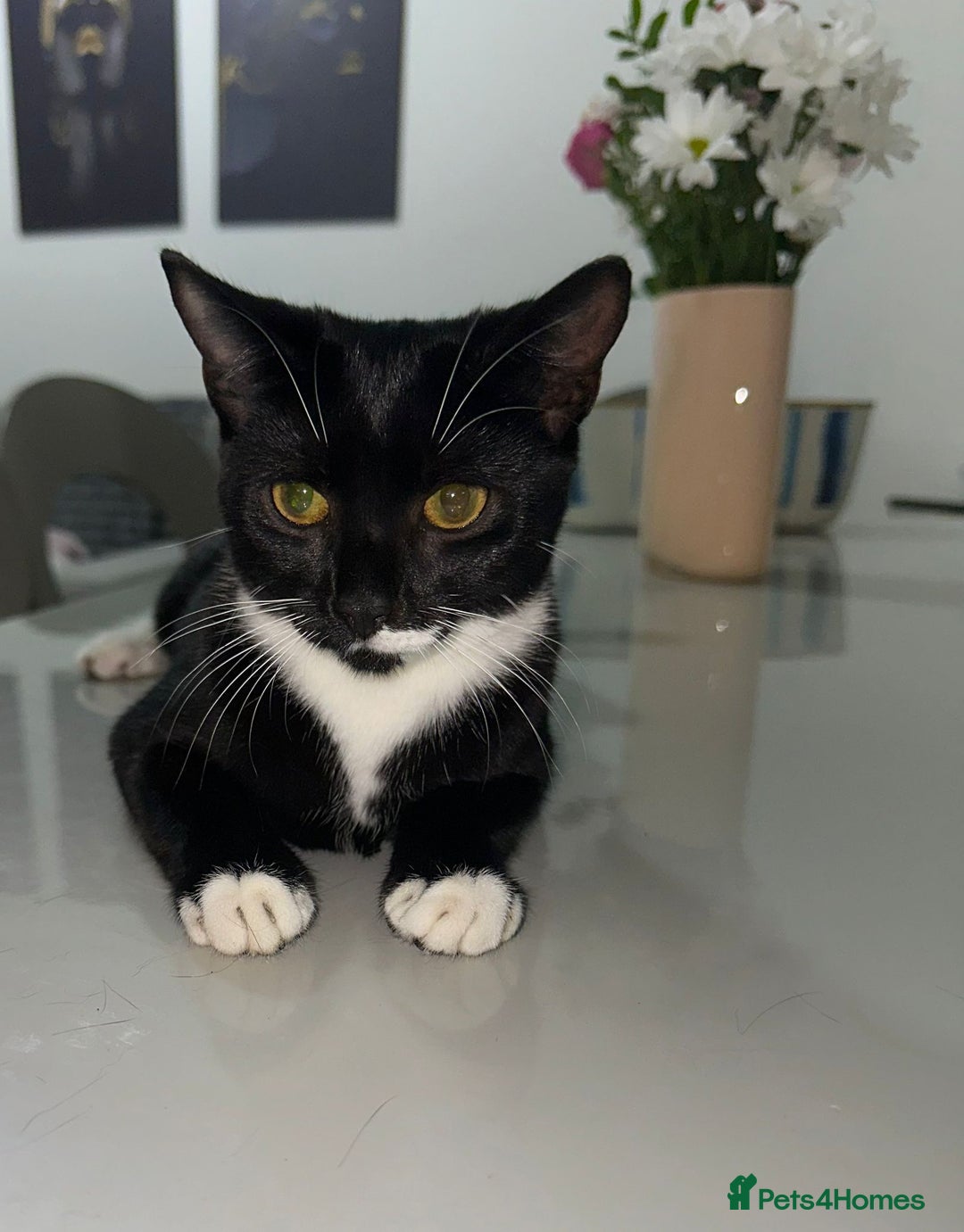 Bombay cats for sale: Mother and daughter kitties for adoption - Image 2
