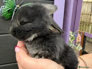 French Lop rabbits French lops - Advert 7