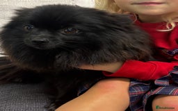 Pomeranian dogs for sale: Chocolate Pomeranian boys - Image 11