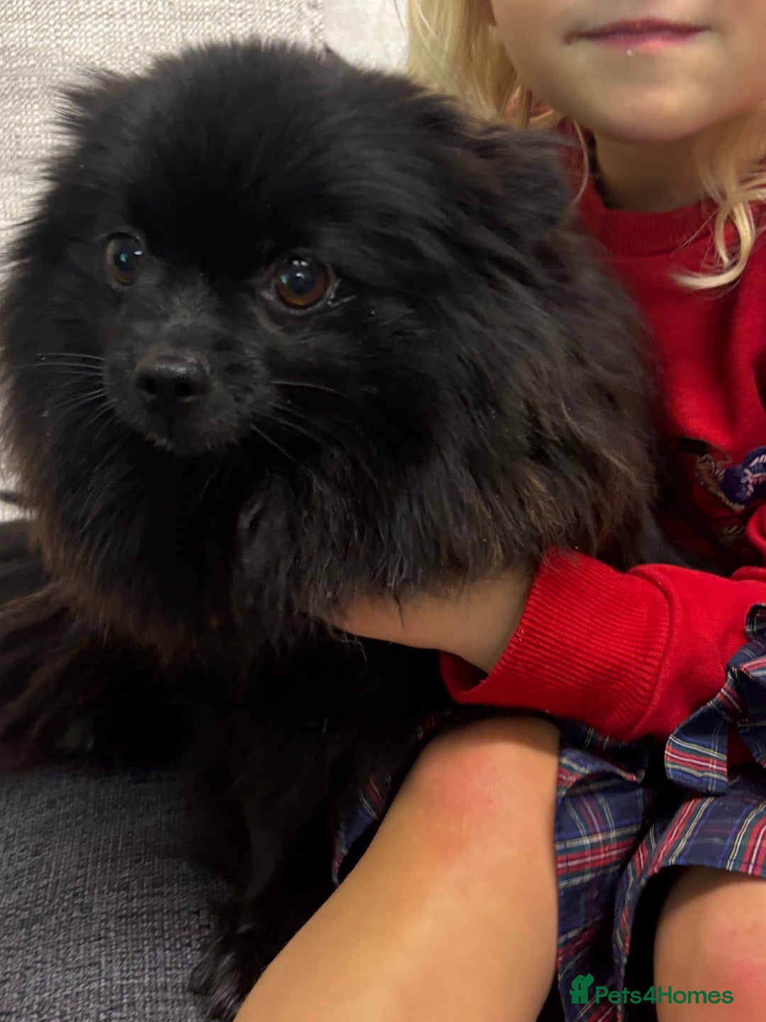 Pomeranian dogs for sale: Chocolate Pomeranian boys - Image 11