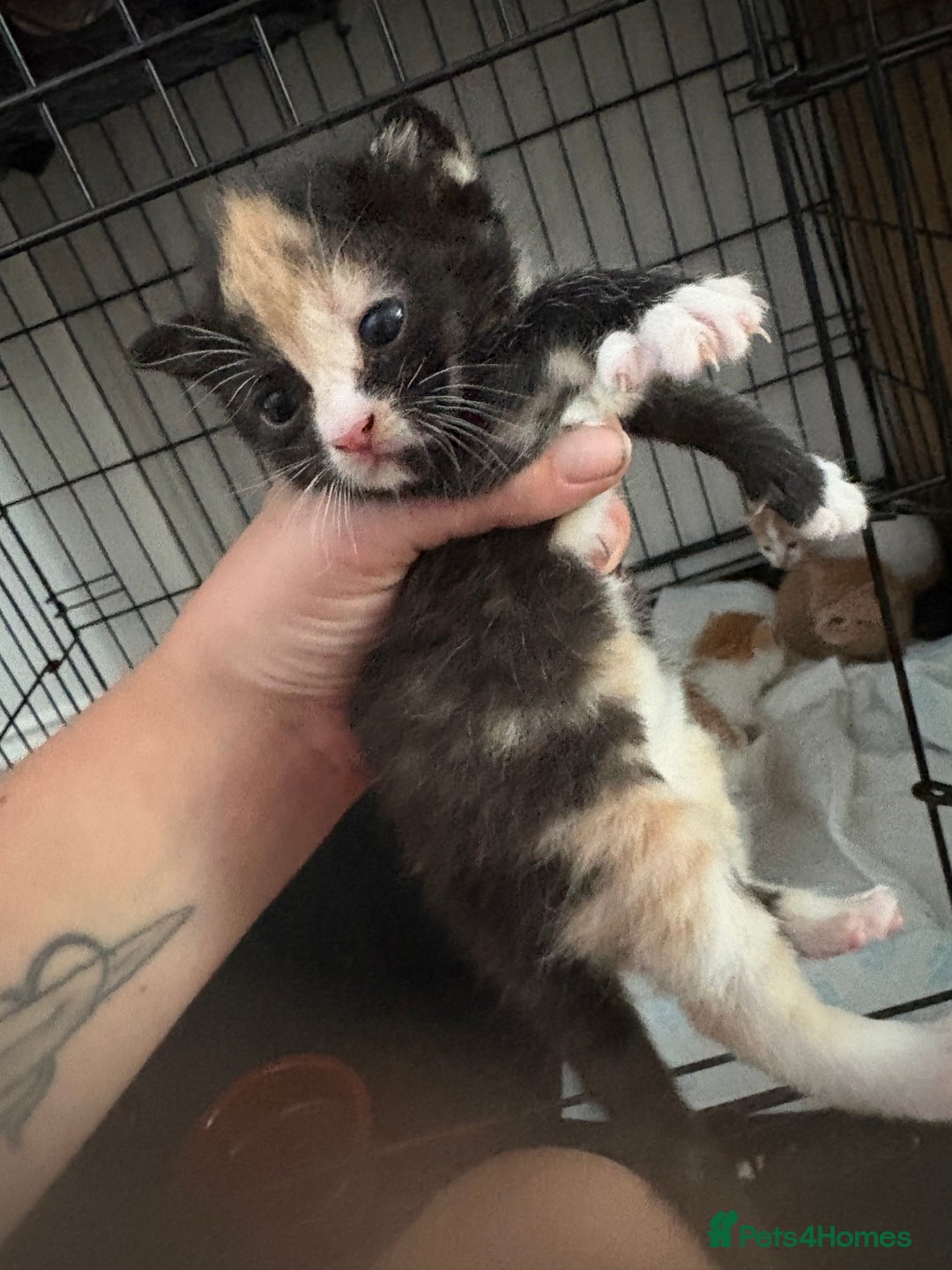 Mixed Breed cats for sale: Gorgeous ginger n mixed colour kittens - Image 16