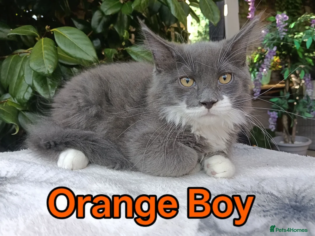 Maine Coon cats for sale: Maine Coon kittens "Pureee Love" - Advert 1