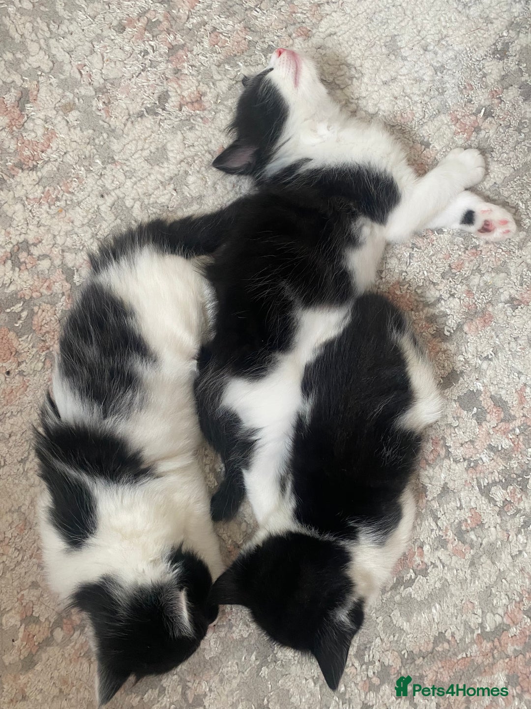 Mixed Breed cats for sale: BEAUTIFUL BLACK AND WHITE KITTENS 🐱  - Image 3