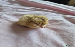 Chickens poultry for sale: Chicks week old  - Image 1