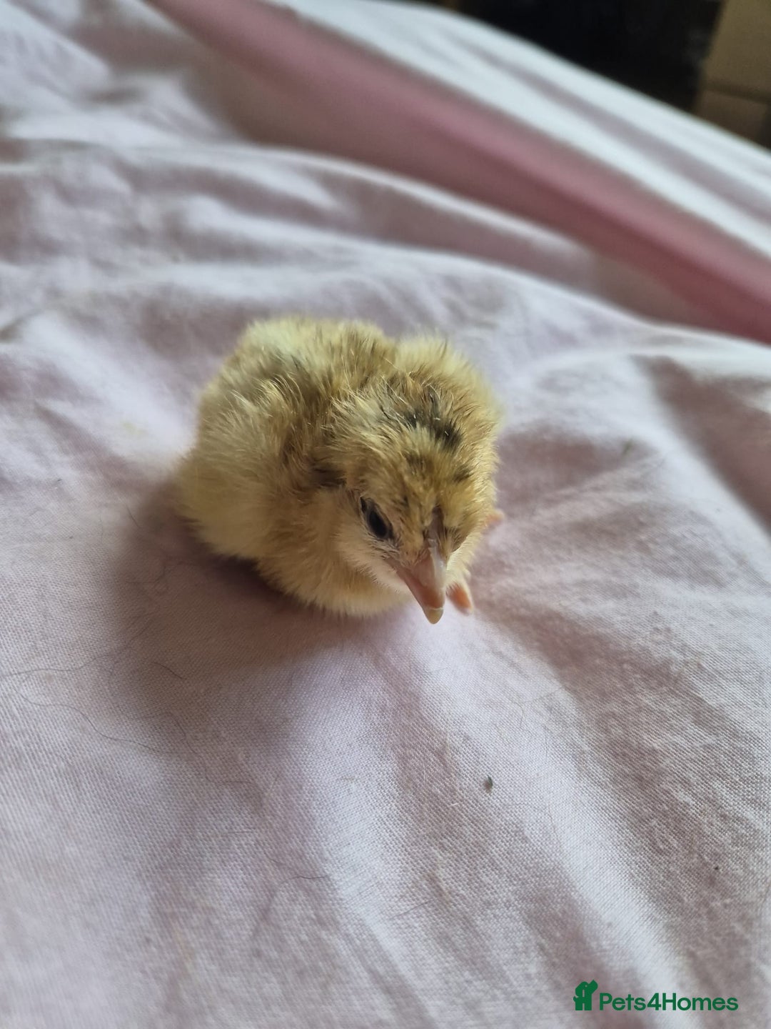 Chickens poultry for sale: Chicks week old  - Image 1