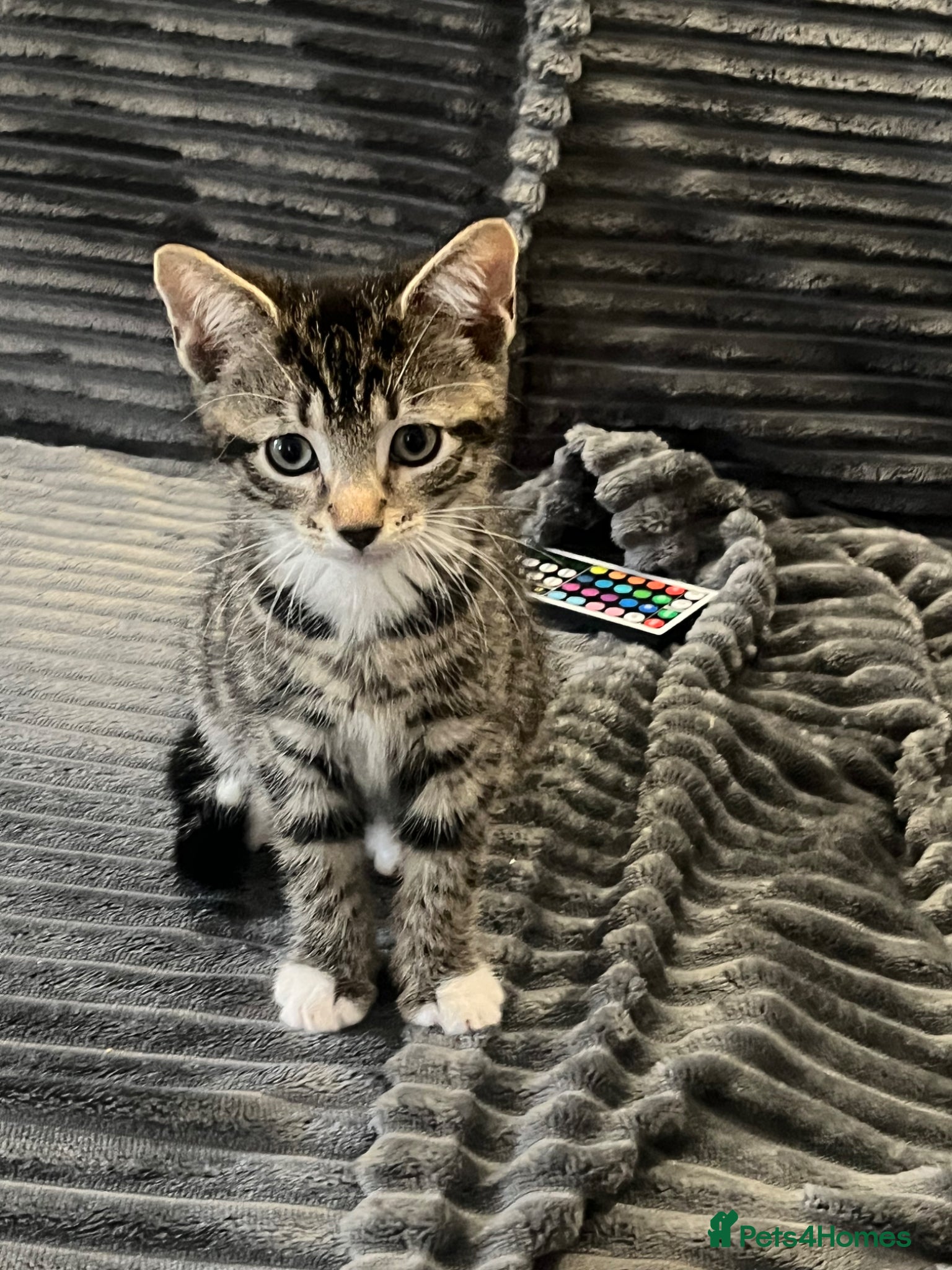 British Shorthair cats for sale: BEAUTIFUL FREE MALE KITTEN - Advert 1