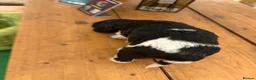 Bernedoodle dogs for sale: F1b Bernedoodle  - Advert 17