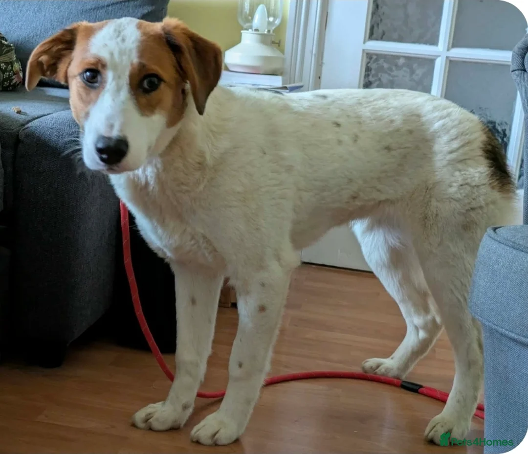 Mixed Breed dogs for adoption: MELODY in Gateshead - Advert 1
