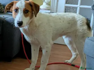 Mixed Breed dogs MELODY - Advert 1