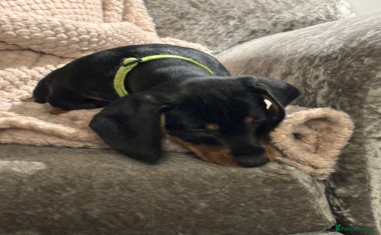 Dachshund dogs - Advert 1
