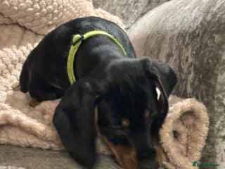 Dachshund dogs - Advert 5